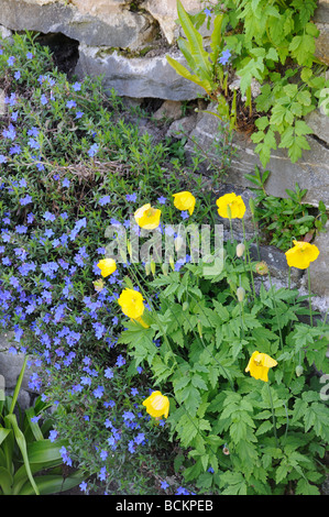 WELSH papaveri che crescono in una parete di ardesia UK potrebbe Foto Stock