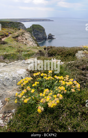 Rene veccia anthyllis vulneraria cresce su rupi costiere Anglesey North Wales UK potrebbe Foto Stock