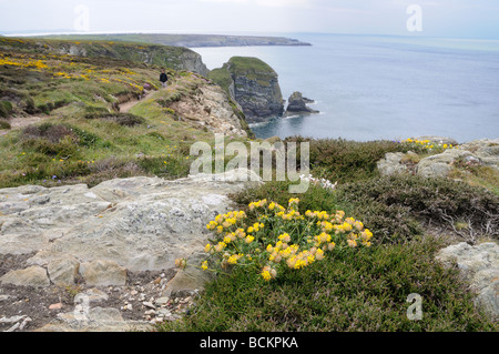 Rene veccia anthyllis vulneraria cresce su rupi costiere Anglesey North Wales UK potrebbe Foto Stock