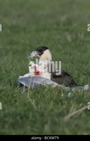 Pomarine Skua, Stercorarius pomarinus, NORFOLK REGNO UNITO Foto Stock