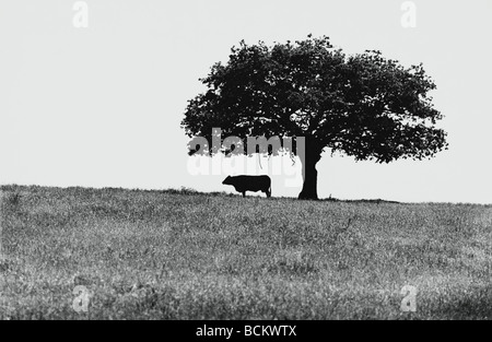 Mucca in piedi sotto agli alberi in campo, b&W Foto Stock