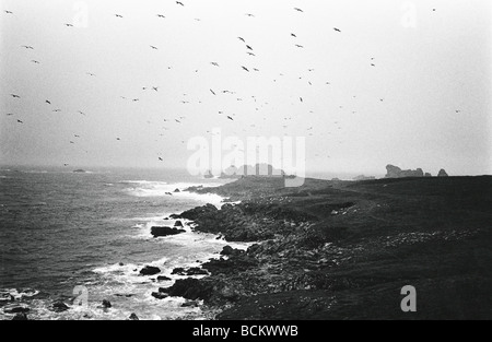 Gli uccelli volando sopra la costa rocciosa, b&W Foto Stock