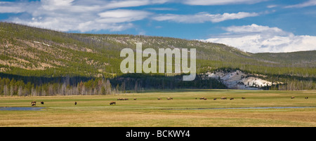 Vista panoramica di bisonti nel Parco Nazionale di Yellowstone Wyoming Foto Stock