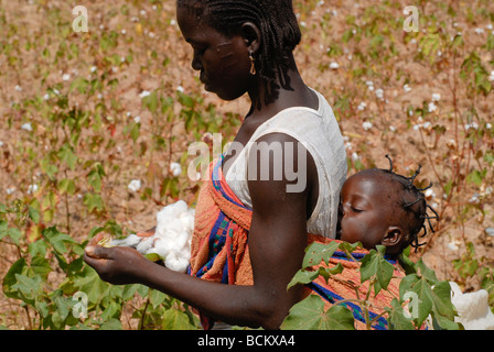 Africa occidentale Burkina Faso , fairtrade e cotone organico progetto , Donna con bambino cotone raccolto a livello di azienda Foto Stock