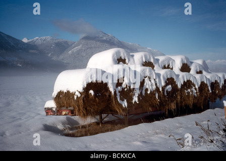 Pemberton Valley, BC, British Columbia, Canada - coperta di neve balle di fieno sul campo di fattoria, 'Coast Mountains", inverno Foto Stock