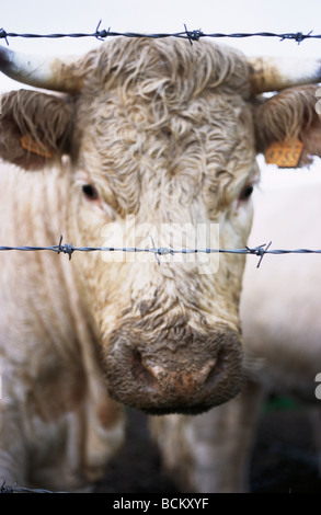 Mucca dietro il filo spinato, close-up Foto Stock