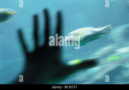 Persona la mano davanti a base di pesce in acquario Foto Stock