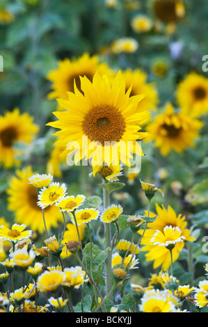 Girasoli e fiori di campo in un giardino inglese. Inghilterra Foto Stock