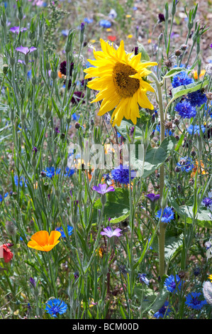 Girasoli e fiori di campo in un giardino inglese. Inghilterra Foto Stock