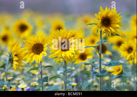 Girasoli e fiori di campo in un giardino inglese. Inghilterra Foto Stock