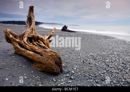 Driftwood sulla spiaggia Gillespies costa ovest di Isola del Sud della Nuova Zelanda Aprile 2007 Foto Stock