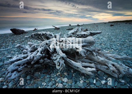 Driftwood lungo Gillespies Beach sulla costa occidentale dell isola del Sud della Nuova Zelanda Aprile 2007 Foto Stock