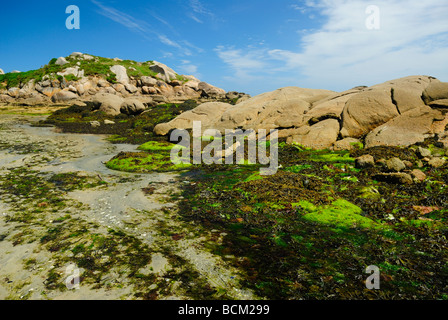 Rocce ricoperte con annodato wrack nella baia di Morlaix, Francia Foto Stock