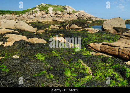 Rocce ricoperte con annodato wrack nella baia di Morlaix, Francia Foto Stock