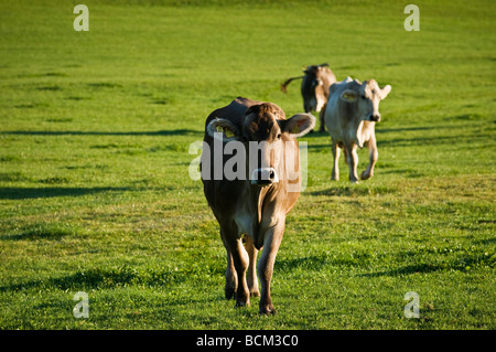 Vacche da latte a piedi attraverso il campo, Allgaeu regione, Baviera, Germania Foto Stock