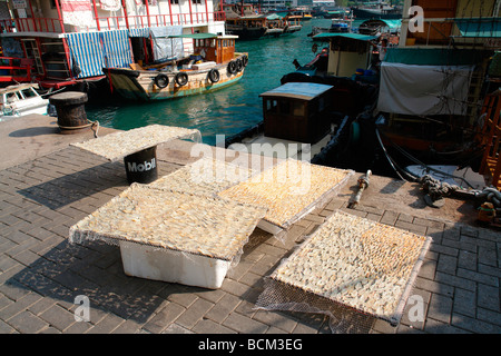 Cina Hong Kong Aberdeen Harbour, fisherwomen sgusciatura di gamberi e gamberetti per il pesce di essiccazione Foto Stock