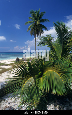 Parco nazionale di Del Este - Caraibi - Repubblica Dominicana - Isla Saona Foto Stock