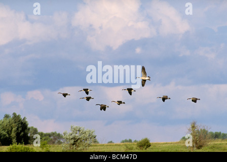 Stormo di oche in volo Foto Stock