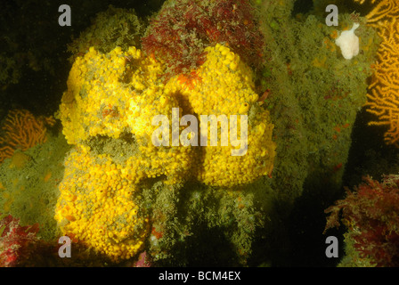 Giallo spugna di trivellazione nel nord della bretagna Foto Stock