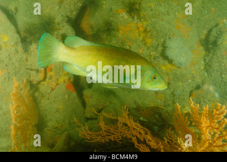 Wrasse pesce nel nord della bretagna Foto Stock