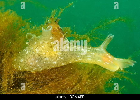 Sea slug nel nord della bretagna Foto Stock