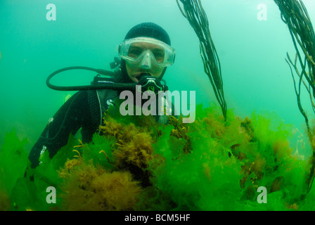 Scuba Diver in un campo di lattuga di mare nel nord della bretagna Foto Stock