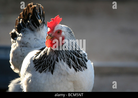 Luce di brahma cross pollo con luminosi rosso pettine. Foto Stock