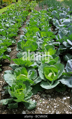 Cavoli cappucci e verzotti che cresce in giardino patch vegetale Foto Stock