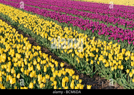 Campi di Tulipani del Bollenstreek, South Holland, Paesi Bassi Foto Stock