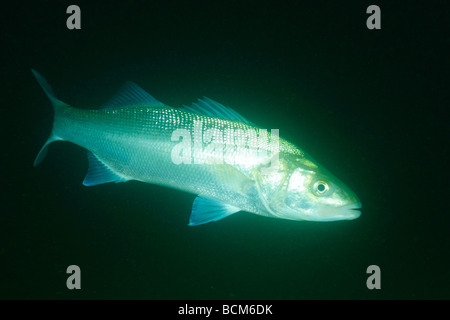 Bass pesce nel nord della bretagna Foto Stock