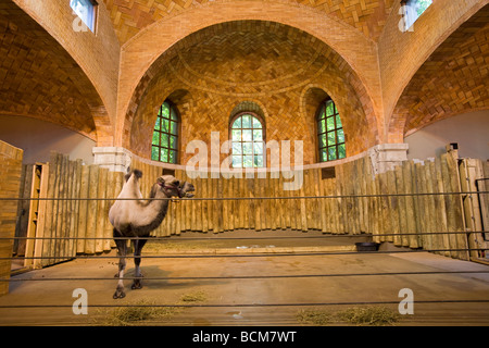 Bactrian camel al centro dello Zoo, Bronx Zoo, il Bronx, New York City, Stati Uniti d'America Foto Stock