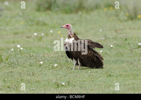 Foto di stock di una falda di fronte-avvoltoio seduto a terra, Serengeti National Park, Tanzania. Foto Stock