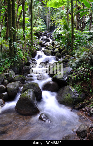 Babbling in esecuzione attraverso una foresta tropicale in Hawaii Foto Stock