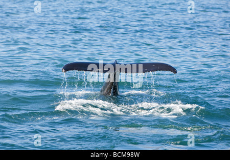 Una femmina di Humpback Whale Megaptera novaeangliae immersioni per cibo e mostra la sua coda o il fluke come va giù. Foto Stock