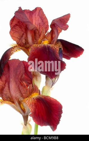 Iris closeup isolato su bianco Foto Stock