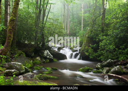 Panoramica rilassante lungo la Roaring Fork Motor Tour nel Parco Nazionale di Great Smoky Mountains Foto Stock