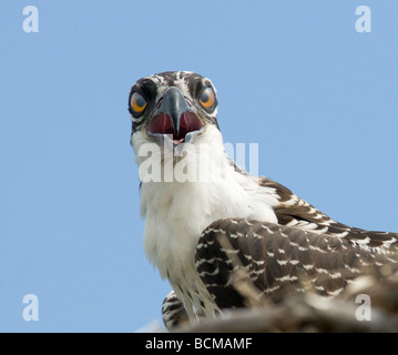 Il Nesting pulcino di Falco pescatore (Pandion haliaetus) Foto Stock