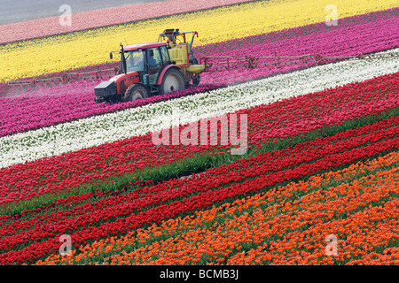 Trattore tulipani di spruzzatura in North Holland, Paesi Bassi. Foto Stock