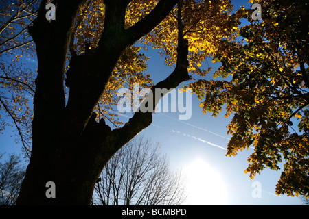 Bellissimo paesaggio foresta con raggi solari rendendo il modo attraverso gli alberi Foto Stock