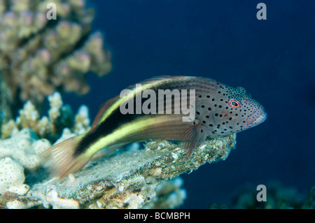Un freckled hawkfish veglia sul corallo dal suo pesce persico in cima a un piccolo affioramento di corallo. Foto Stock