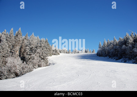 Pista da sci su albero coperto al lato della montagna Foto Stock