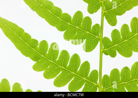 Macro colpo di vista parziale della molla fern isolato su bianco Foto Stock