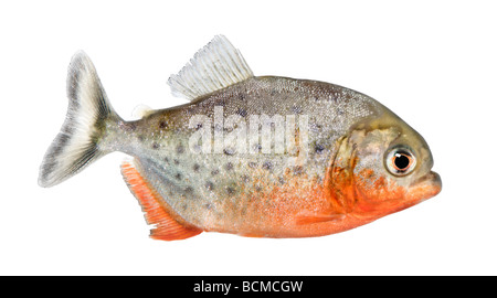 Vista laterale su un pesce Piranha, Serrasalmus nattereri, di fronte a uno sfondo bianco, studio shot Foto Stock