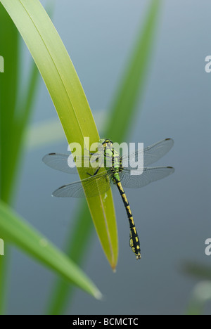 Green Club-tailed Dragonfly (Ophiogomphus cecilia) Foto Stock