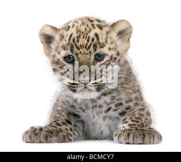 Il persiano leopard Cub, 6 settimane di età, di fronte a uno sfondo bianco, studio shot Foto Stock