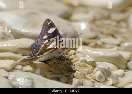 Bianco del sud Admiral (Limenitis reducta) Foto Stock
