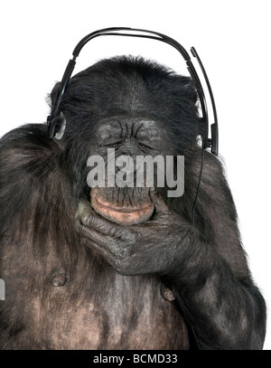 Monkey, razza mista tra scimpanzé e Bonobo, 20 anni, ascoltando la musica sulle cuffie davanti a uno sfondo bianco Foto Stock