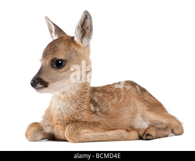 Il Roe Deer Fawn sdraiato, Capreolus capreolus, 15 giorni, di fronte a uno sfondo bianco, studio shot Foto Stock