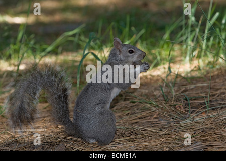 La massa della California scoiattolo (Spermophilus beecheyi) mangiando una ghianda. Foto Stock