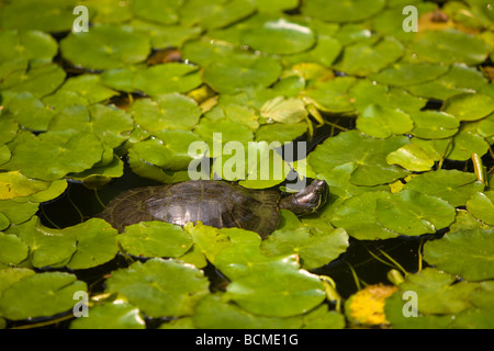 Tartaruga marrone in stagno Foto Stock